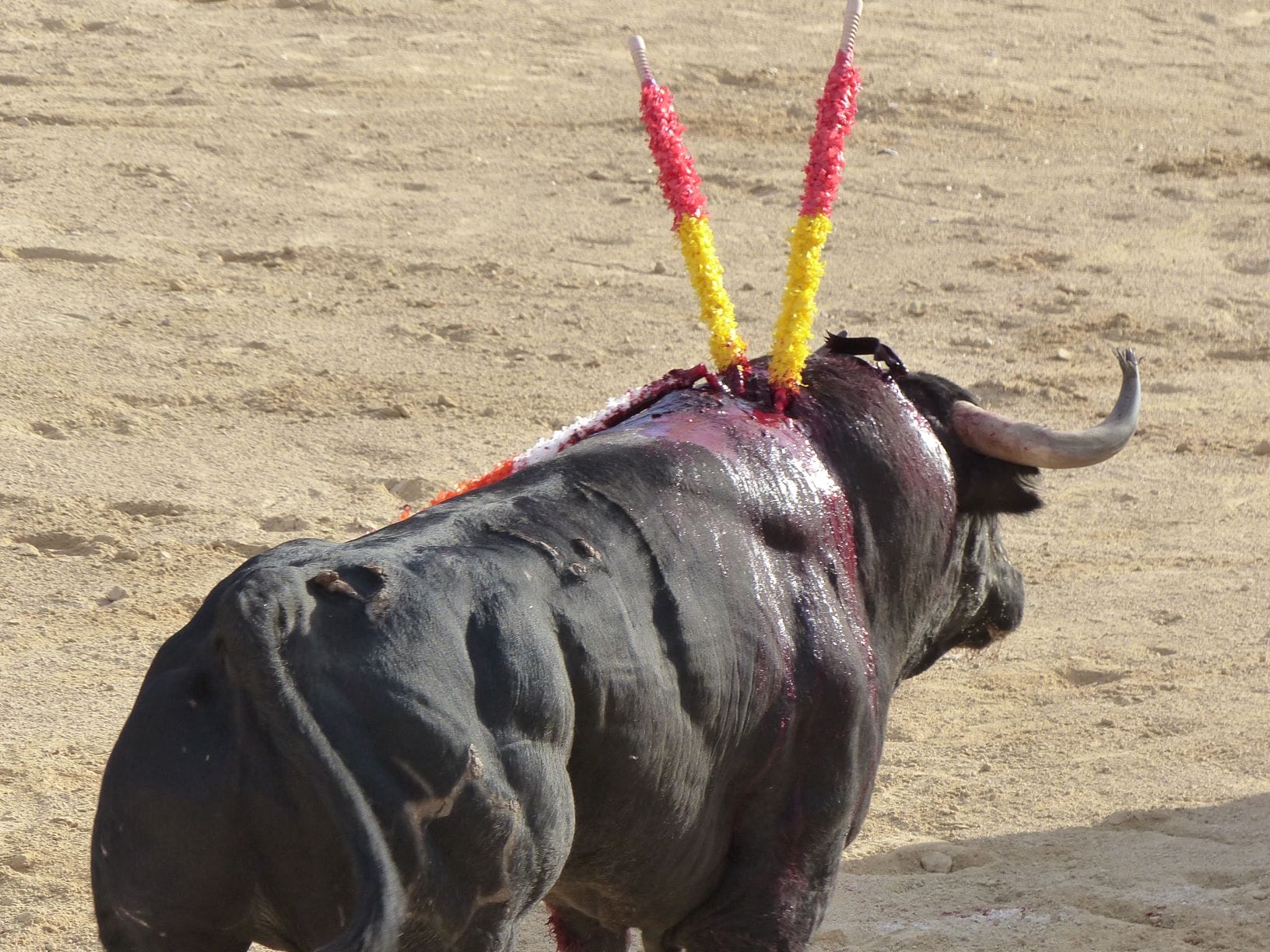 un taureau et du sang