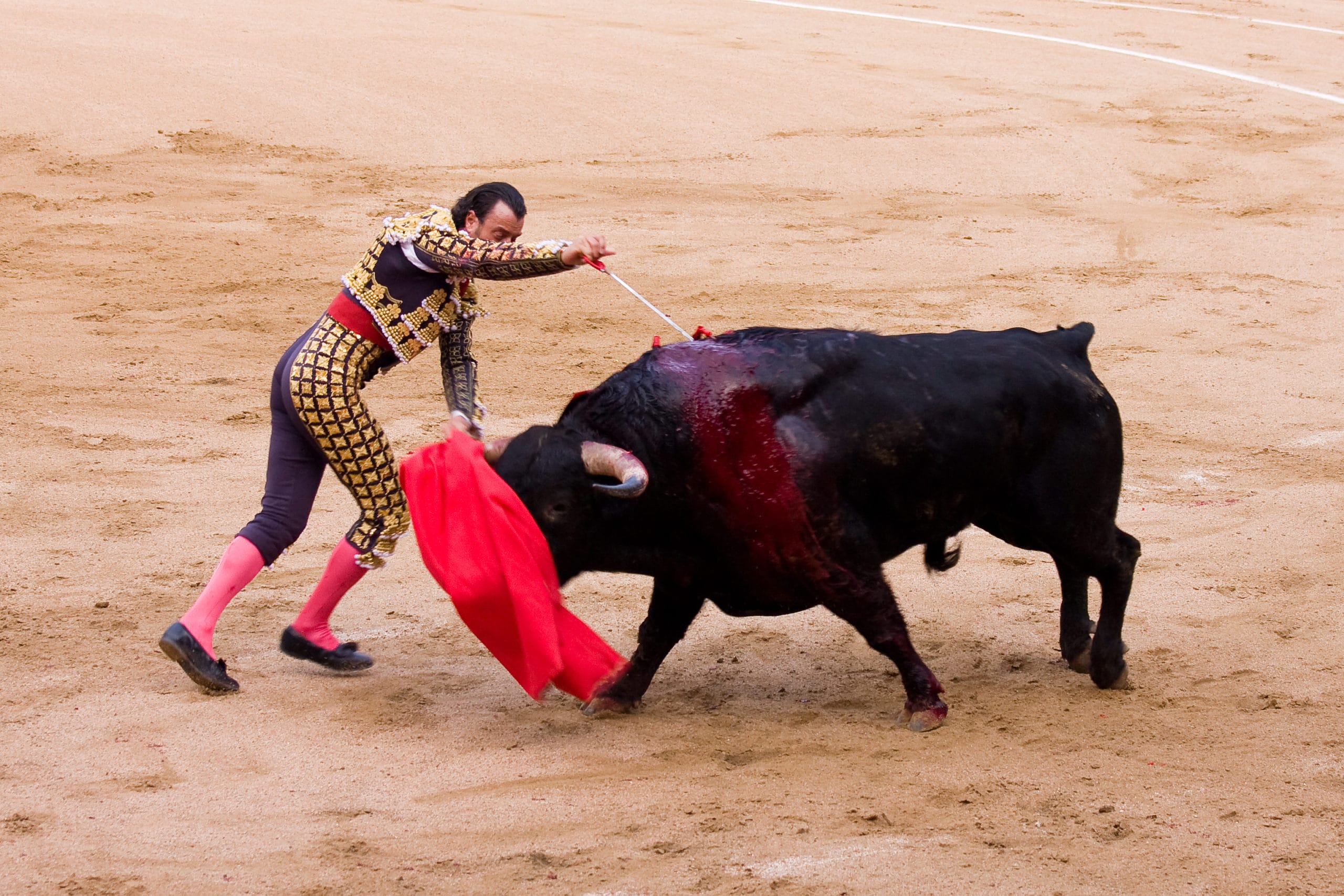 un taureau et un homme