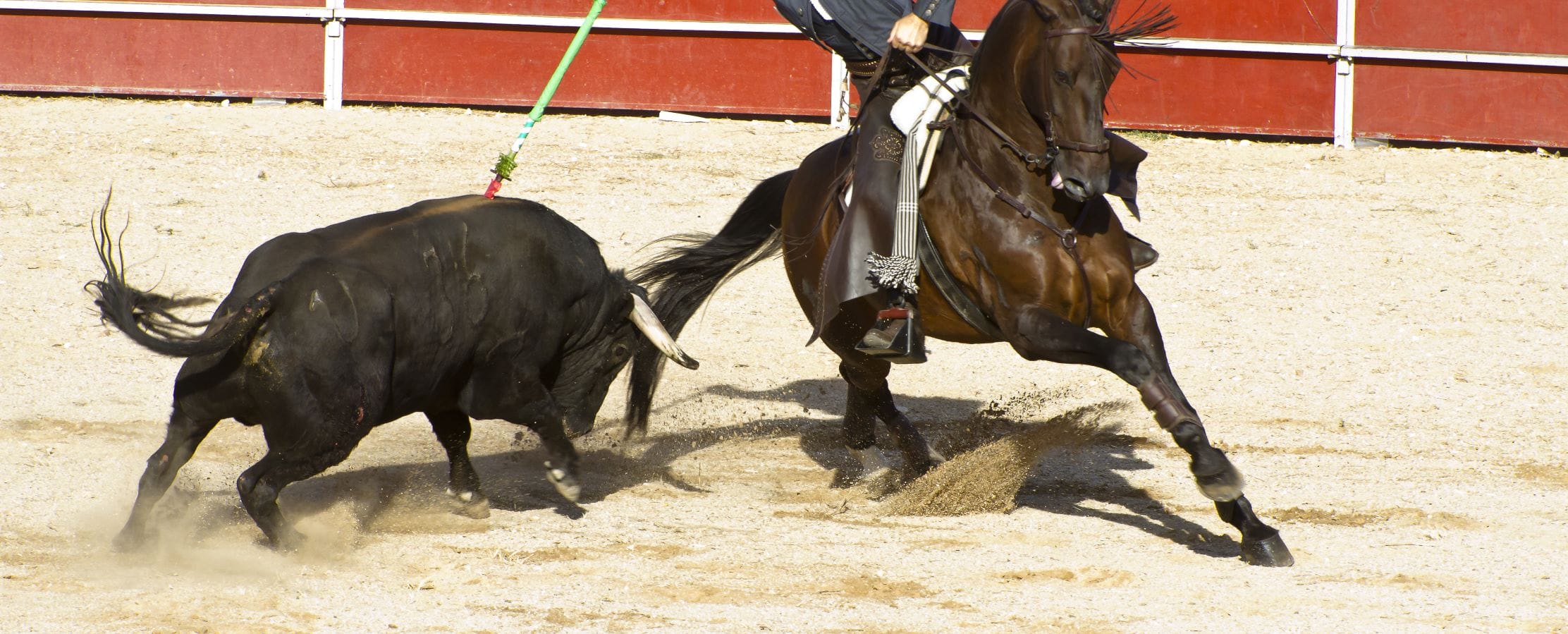 un cavalier et un taureau