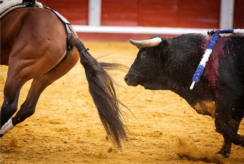 un taureau et un cheval