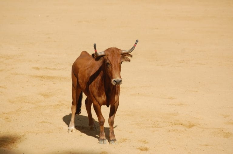 une vachette