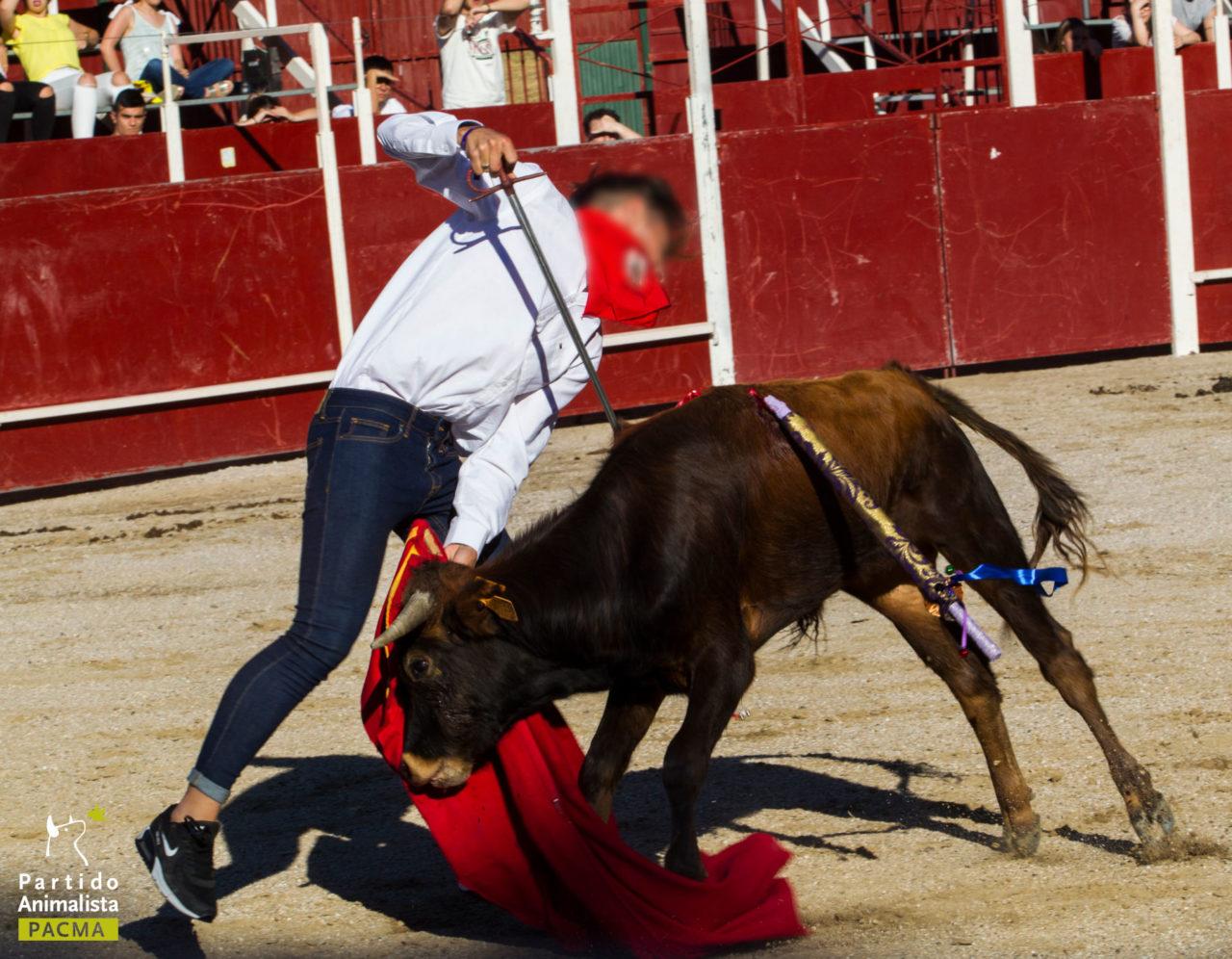 un enfant et un taureau