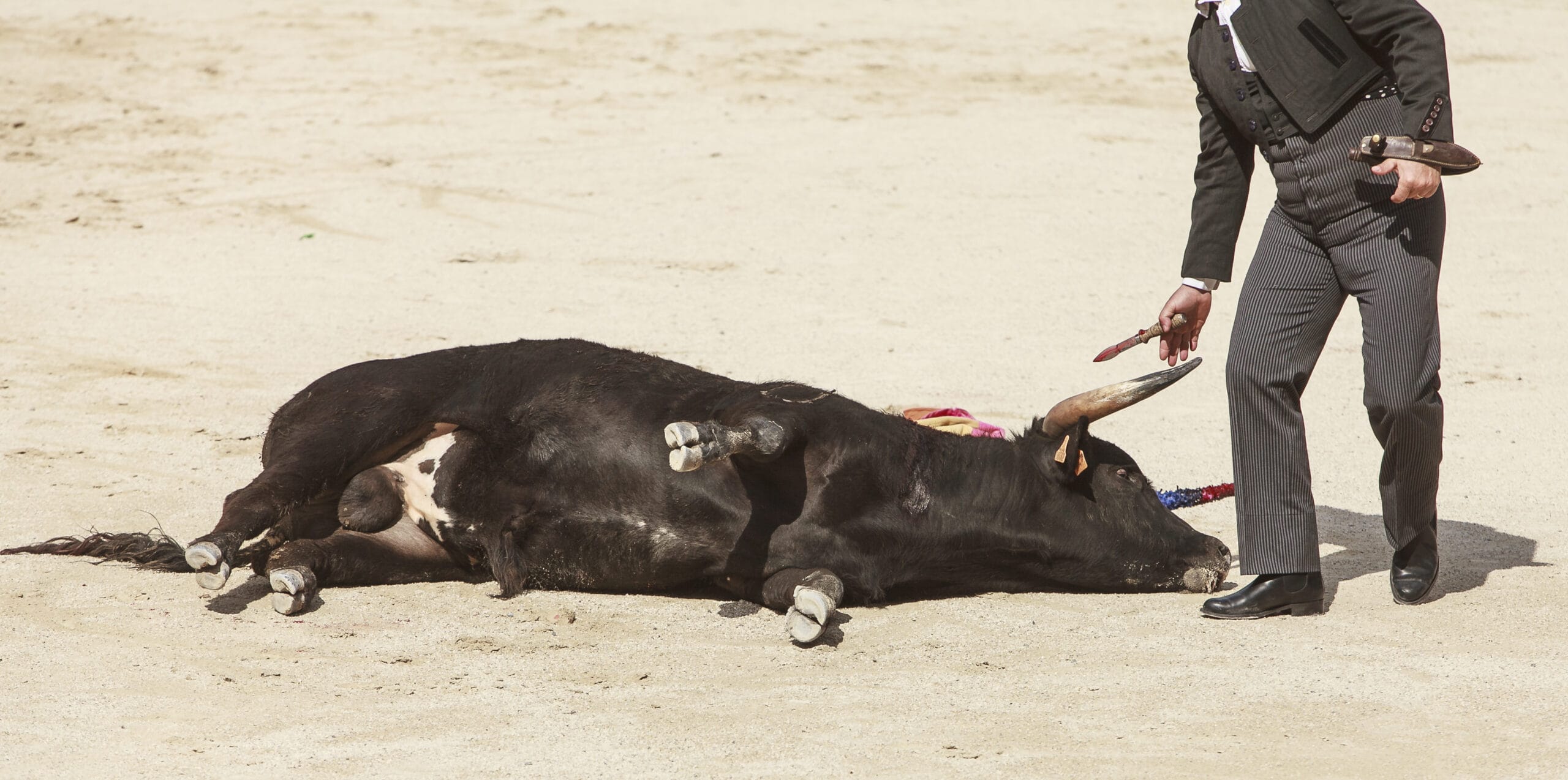 un taureau mort