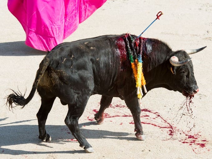 un taureau mis à mort dans une arène