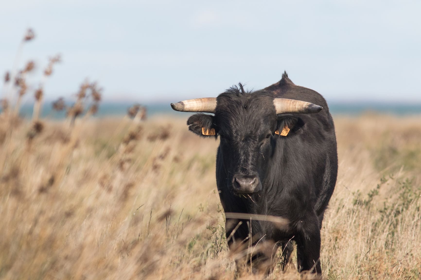 un taureau en camargue